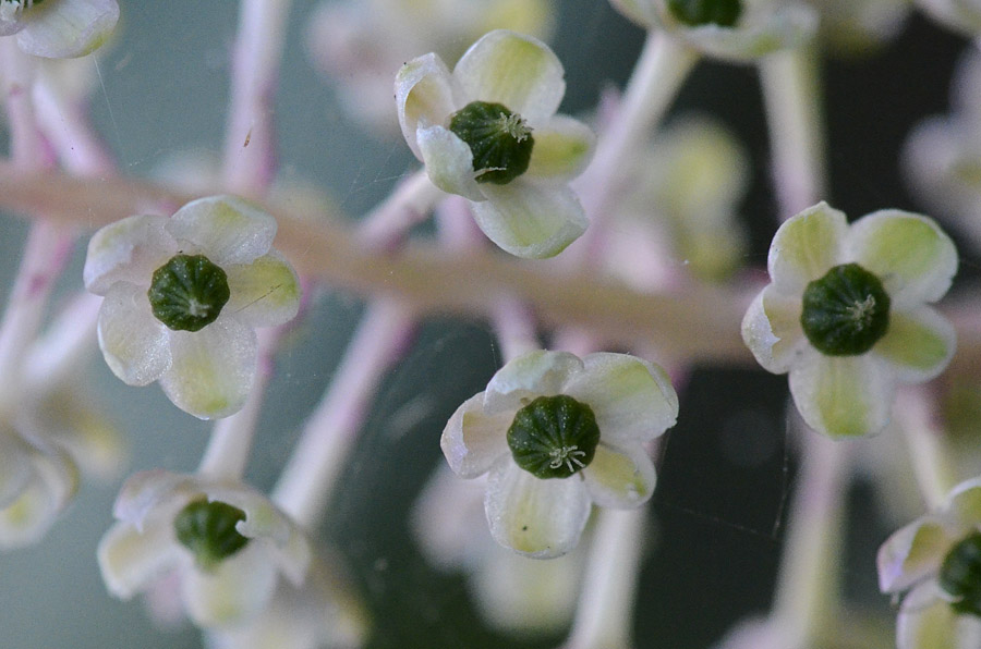 Phytolacca americana / Fitolacca, Cremesina, Uva-turca